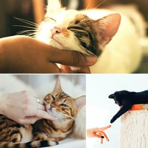 Ambiance for Sleepy Kitten - Cat Music Experience