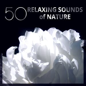 50 Relaxing Sounds of Nature: Peaceful Music for Spa Treatments, Asian Yoga Meditation, Massage & Stress Release - Home SPA Collection