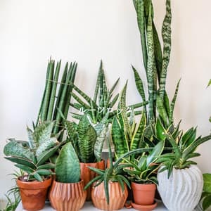 ルーツロック - Study Music Deluxe