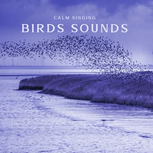 Calm Singing Birds Sounds: Visualization of Calmness, Birds Singing in Deep Meditation Forest - Calm Singing Birds Zone