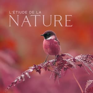 L’étiude de la nature - Détendez-vous avec la nature - Musique Coeur de la Nature