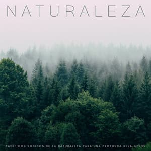 Naturaleza: Pacíficos Sonidos De La Naturaleza Para Una Profunda Relajación - Sonidos de la Naturaleza para Dormir