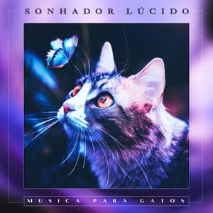 Sonhador Lúcido - Musica para Gatos