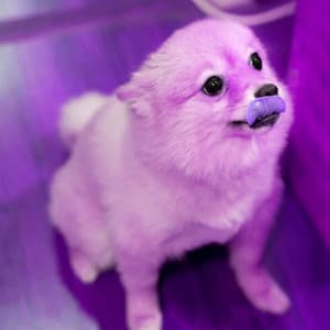 Music for Doggy Focus - Calming Dog Jazz Classics