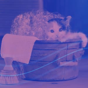 Background Music for Calming for Kitten - Cat Relax