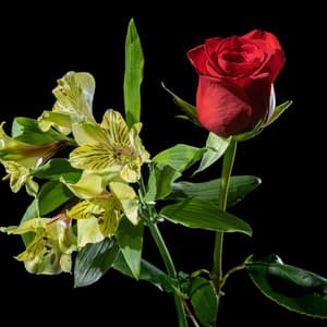 Canvas Bloom - Lofi Masters