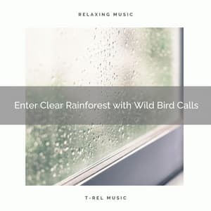 1 Enter Clear Rainforest with Wild Bird Calls - Deep Rain Sampling