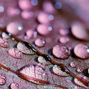 1 Rainy Night: Cloud 9 - 24H Rain Sounds