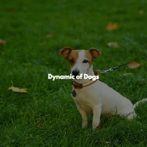 Dynamic of Dogs - Hintergrund Jazz Musik
