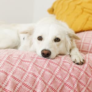 Dog Woofs Harmony: Meditation Music for Peaceful Canines - Relaxing Dog Music Playlists