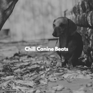 Chill Canine Beats - Mellow Jazz Beats
