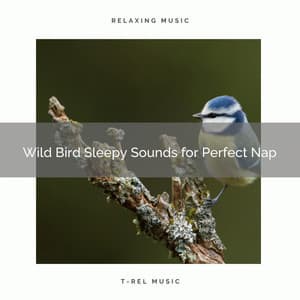 2021 New: Wild Bird Sleepy Sounds for Perfect Nap - Sleep Songs 101