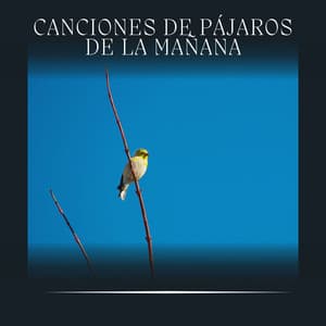Canciones de Pájaros de la Mañana - Pájaros del Bosque