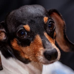 Music for Separation Anxiety - Tremendous Piano - Music for Dogs Playlist