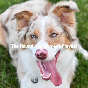 The Hound dog Owner's Playlist - Music for Dogs Radio