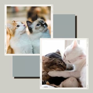 Music for Peaceful Times with Cat - Relaxing Cat Music