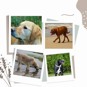 Echoes of Doggy Stress - Dog Anxiety Music