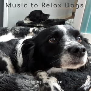 Calming Dog Jazz - Music-to-Relax-Dogs