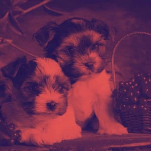 Alto Sax Solo - Good Dog Music