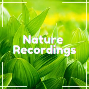 Mossy Melodies - Natural Sample Makers