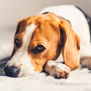 Canine Serenades: Jazz Piano Melodies for Dog Relaxation - Relaxing Piano Radio