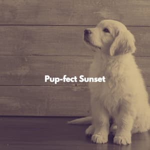 Pup-fect Sunset - Cena Jazz