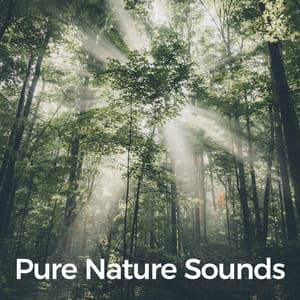 Pure Nature Sounds - Nature Sounds and Music