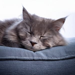 Melodías Suaves Para Gatos Para Noches De Descanso - El sonido alrededor