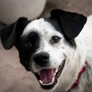 Music for Dogs and Dreams - Dog Music Therapy