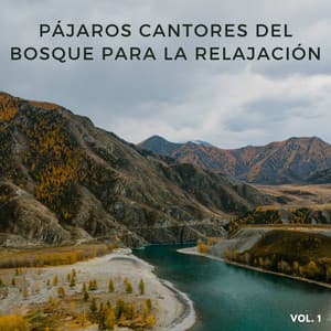 Pájaros Cantores Del Bosque Para La Relajación Vol. 1 - Pajaros Tropicales