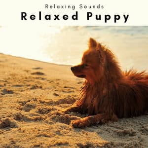 1 Relaxed Puppy - Dog's Music