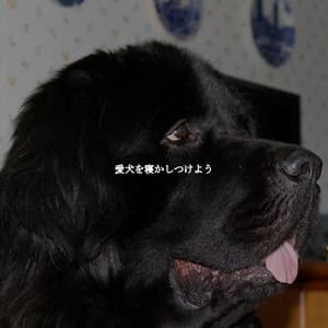 愛犬を寝かしつけよう - Monday Morning Jazz Playlist