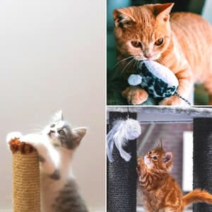 Music for Favorite Kittens - Soprano Sax Solo - Relaxing Cat Music