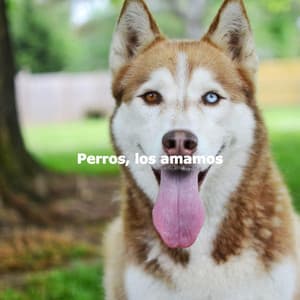 Perros, los amamos - Lunch Time Jazz Playlist