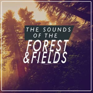Sounds of the Forest & Fields - Ambient Nature Sounds