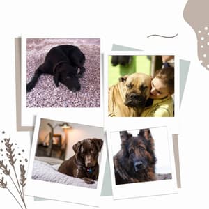 Subtle Music for Dog Anxieties - Trumpet and Alto Sax - Dog Anxiety Music