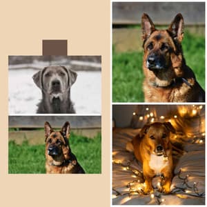 Ambiance for Dog Calming - Music for Dogs Radio