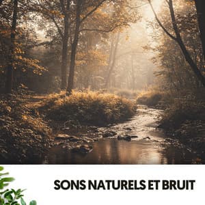 Sons Naturels et Bruit : Berceau de Gouttes - Música Relajante Para Leer