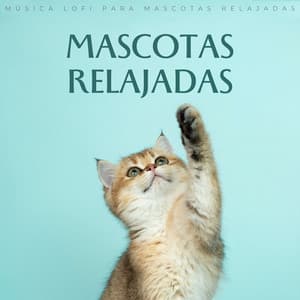 Mascotas Relajadas: Música Lofi Para Mascotas Relajadas - Ritmos Lofi Hop-Hop