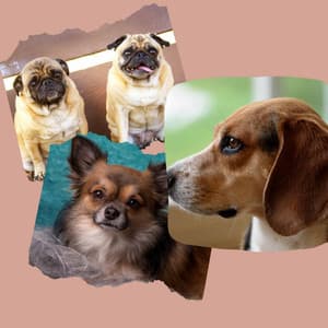 Dogs on Couch - Quiet - Dogs at Home