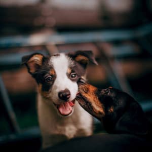 Terrific Ambiance for Doggy Hope - Chill My Pooch