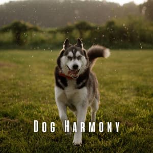 Dog Harmony: Brown Noise and Rain for Peaceful Pups - Deep Sleep Brown Noise