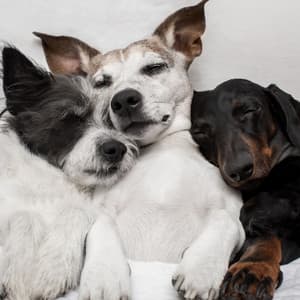 Doggie Dreams: Lounge Cuddles with Jazz - Coffee jazz Relax