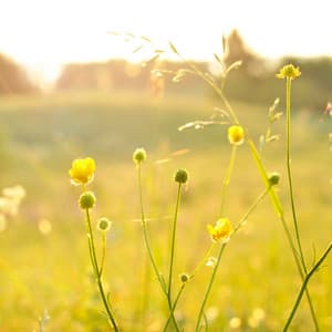 Echoes of Dawn: Nature's Meadow Melodies - Nature Noises