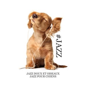 #Jazz: Jazz doux et oiseaux, Jazz pour chiens - Triste piano musique oasis