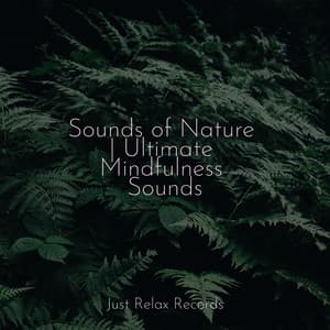 Sounds of Nature | Ultimate Mindfulness Sounds - Calm Music for Studying