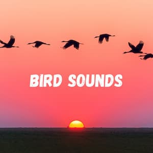 Bird Sounds - Bird Sounds