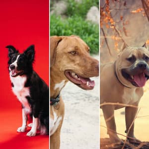 Music for Puppies Playing Together - Jazz Guitar Solo - Good Dog Music