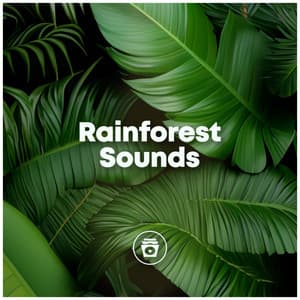 Rainforest Sounds - Heavy Rain Sounds