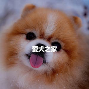 爱犬之家 - Sunday Morning Music